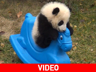 Μωρό Πάντα σε ρόλο easy rider