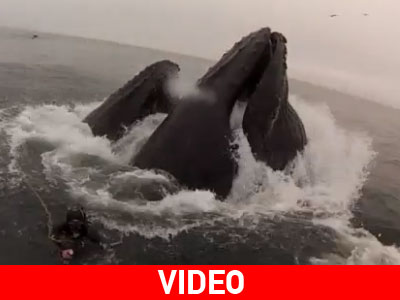 Γλύτωσαν από της… φάλαινας τα δόντια Γλύτωσαν από της… φάλαινας τα δόντια