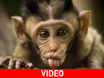 Μαϊμού χτύπησε παρουσιάστρια στο κεφάλι!