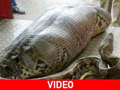 Σοκ: Πύθωνας κατάπιε ολόκληρο άνθρωπο!