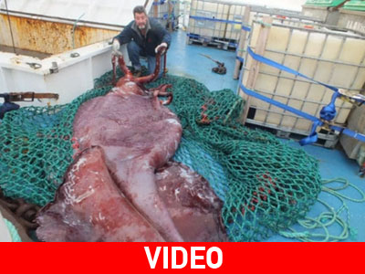 Έκπληξη προκαλεί στους επιστήμονες ένα γιγαντιαίο καλαμάρι