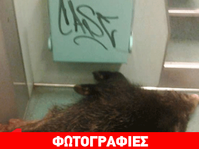 Φρίκη: Σκοτωμένο αγριογούρουνο στον Προαστιακό