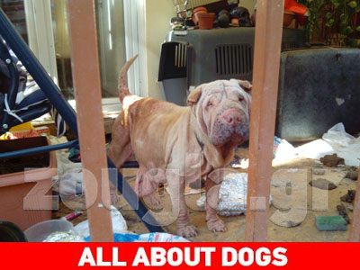 Παρατημένος σκύλος σε τραγική κατάσταση στην Καισαριανή