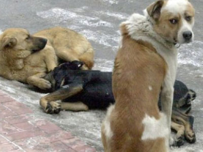 «Τίτλοι τέλους» για το φιλοζωικό σωματείο Διδυμοτείχου