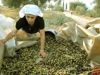 Στα 2,40 ευρώ η τιμή του ελαιόλαδου