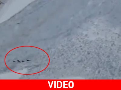 Αγριοκάτσικα σώθηκαν στο παρά πέντε από χιονοστιβάδα