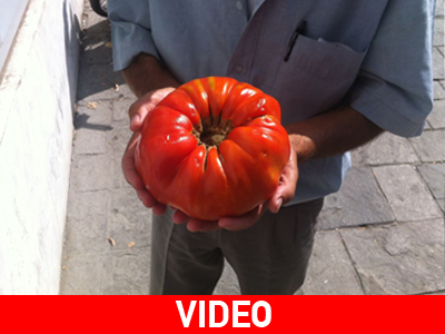 Ντομάτα γίγας στην Κοζάνη! Ντομάτα γίγας στην Κοζάνη!