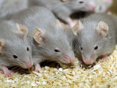 Aντέστρεψαν τη διαδικασία της γήρανσης σε ποντίκια! Aντέστρεψαν τη διαδικασία της γήρανσης σε ποντίκια!