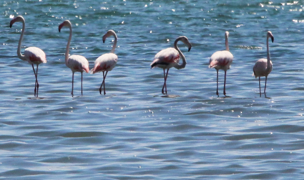 Φλαμίνγκο στην Αργολίδα