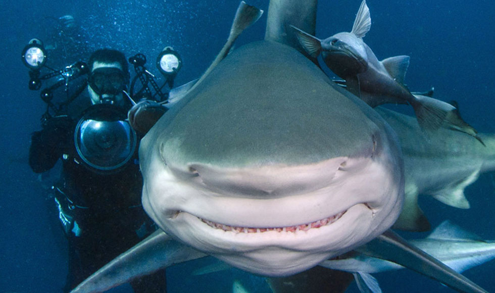 Ποζάροντας με έναν καρχαρία