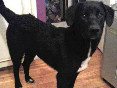 Χαρίζεται ημίαιμο λαμπραντόρ