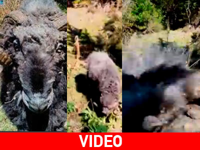 Το κριάρι… νευρίασε!