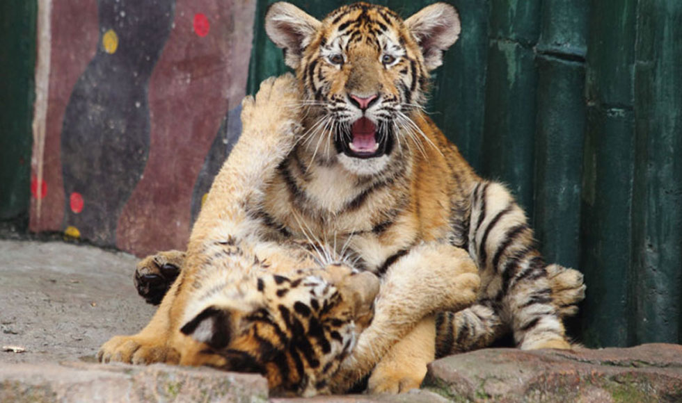 Αγκαλιές και παιχνίδια