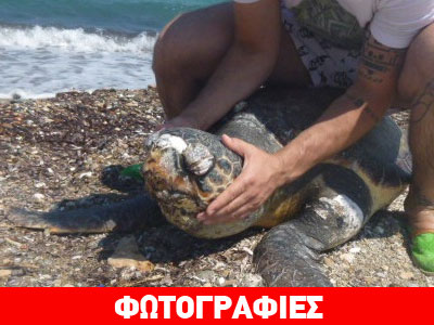 Εκβράστηκε νεκρή καρέτα καρέτα σε ακτή της Πάρου