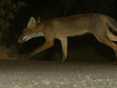 Στον «πόλεμο» κατά της λύσσας η Περιφέρεια Ανατ. Μακεδονίας-Θράκης Στον «πόλεμο» κατά της λύσσας η Περιφέρεια Ανατ. Μακεδονίας-Θράκης