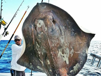 Βρέθηκε γιγάντιο σαλάχι στην Φλόριντα!