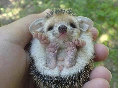 Σλοβενία: Συλλήψεις για λαθροθηρία