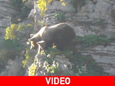 H μαμά αρκούδα κάνει αναρρίχηση με το μωρό της