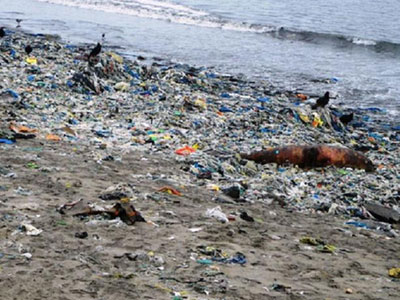 Νεκροί εκατοντάδες θαλάσσιοι λέοντες σε παραλία του Περού