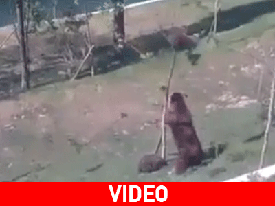 Ισχυρό το ένστικτο της μαμάς αρκούδας…