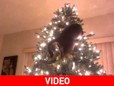 Αναρρίχηση στο χριστουγεννιάτικο δέντρο