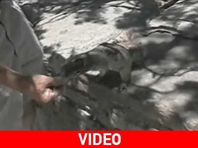 Το σκιουράκι… πείνασε!