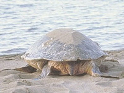 Η Ελευθερία επιστρέφει στο φυσικό της περιβάλλον