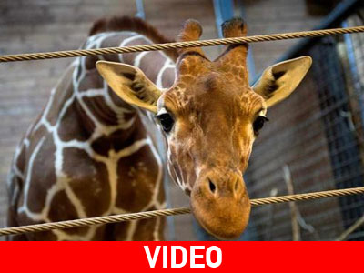 Δανία: Σκότωσαν καμηλοπάρδαλη και την έδωσαν στα λιοντάρια Δανία: Σκότωσαν καμηλοπάρδαλη και την έδωσαν στα λιοντάρια