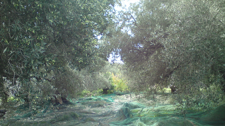 Η Washington Post για το ελληνικό ελαιόλαδο