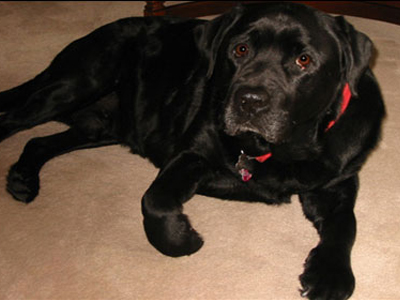 Μέταγγιση αίματος από σκύλο σε γάτα!