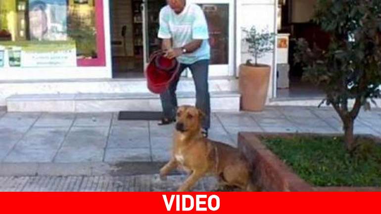 Θεσσαλονίκη: Εισαγγελική εντολή για το «μπουγέλο» με χλωρίνη σε σκύλο