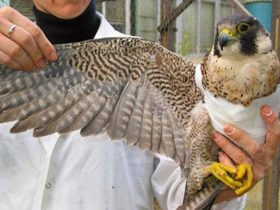 Περιέθαλψαν 233 άγρια ζώα σε έναν χρόνο