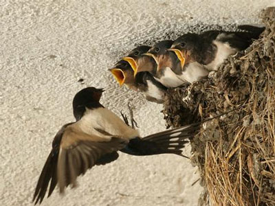 Κατασκευάζουν φωλιές για τα χελιδόνια