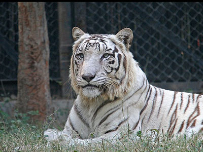 Νεκρός από επίθεση λευκής τίγρεως στο Ν. Δελχί