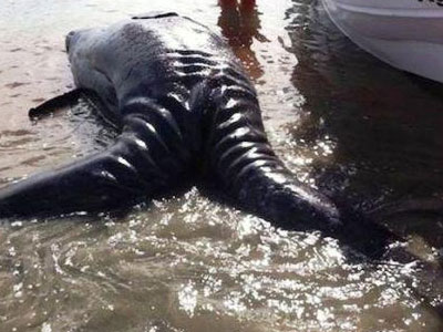 Σιαμαίες φάλαινες βρέθηκαν στο Μεξικό