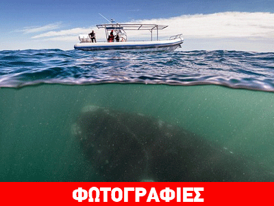 Κολυμπώντας δίπλα σε φάλαινα 50 τόνων!