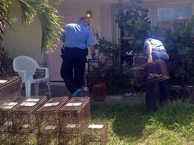 ΗΠΑ: Βρήκαν 50 νεκρές γάτες στο ψυγείο του