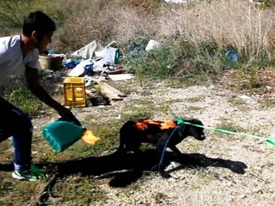 Άρτα: Στον εισαγγελέα οι ανήλικοι που έκαψαν σκύλο