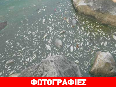 Χιλιάδες νεκρά ψάρια στην Παμβωτίδα