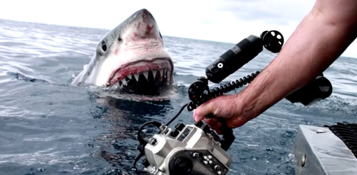 Στα σαγόνια του καρχαρία