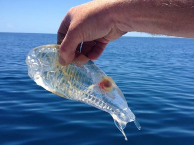 Το … διάφανο ψάρι!
