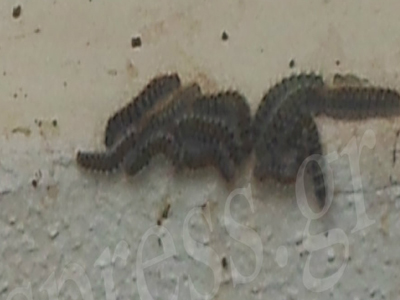 Επιδρομή από κάμπιες στη Δραπετσώνα!