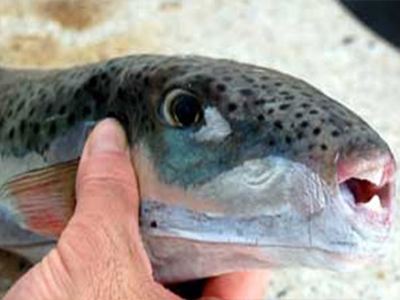 Στο νοσοκομείο από … λαγόψαρο!