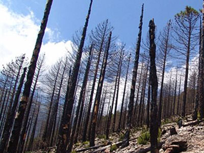 WWF: Άστοχα νομοσχέδια και παραλείψεις θέτουν σε κίνδυνο τα δάση WWF: Άστοχα νομοσχέδια και παραλείψεις θέτουν σε κίνδυνο τα δάση