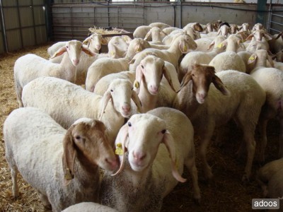 Κλέφτες με… φιλοζωικά αισθήματα