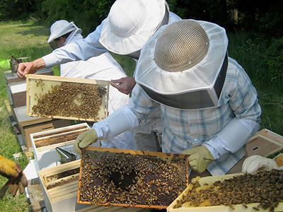 Χανιά: Ημερίδα για τα προβλήματα της μελισσοκομίας