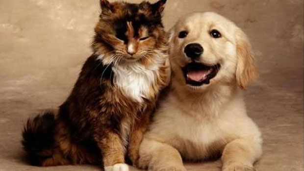 Δείξε μου το κατοικίδιό σου να σου πω τον χαρακτήρα σου