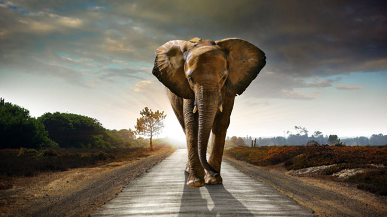 Παγκόσμια Ημέρα Ζώων: Εκδηλώσεις σε όλη την Ελλάδα