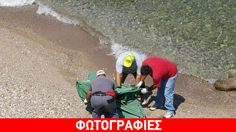 Εντοπίστηκε νεκρό δελφίνι στα Αραχωβίτικα Πατρών