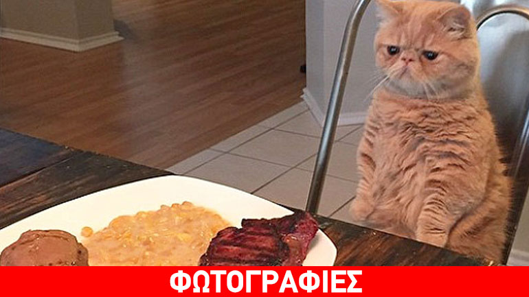 Απολαύστε τη γάτα που συμπεριφέρεται σαν άνθρωπος!